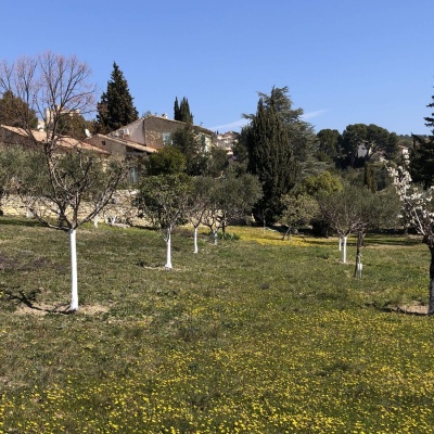 Huis boomgaard voorjaar