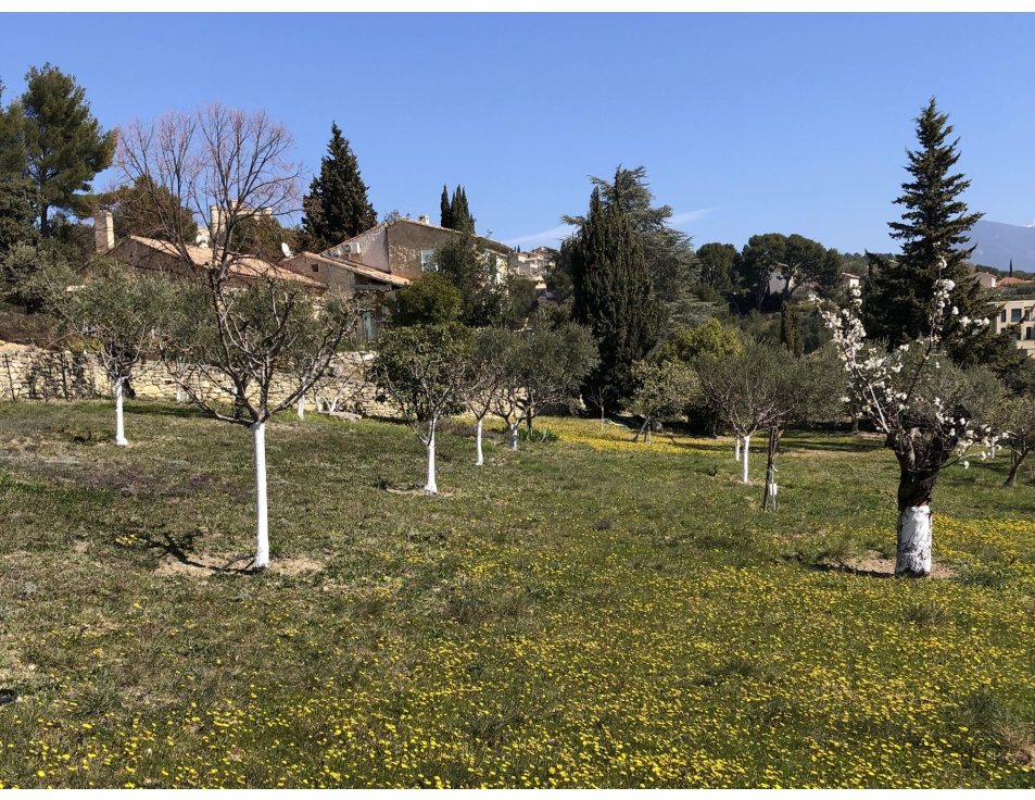Huis boomgaard voorjaar