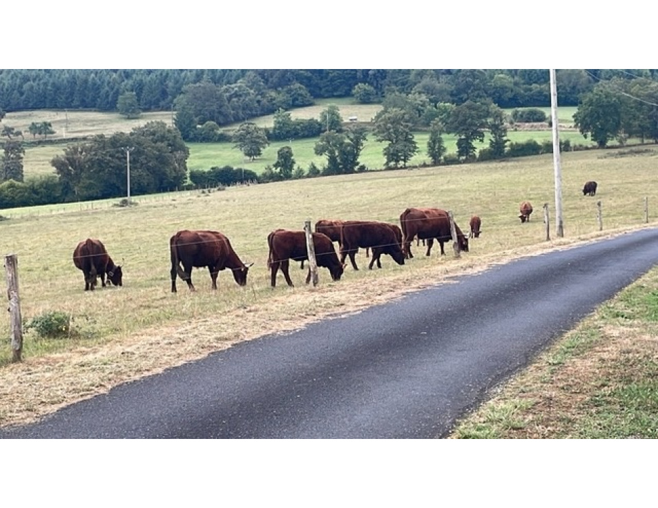 D5AAA0EC ED23 40B7 8289 88C21A93C527