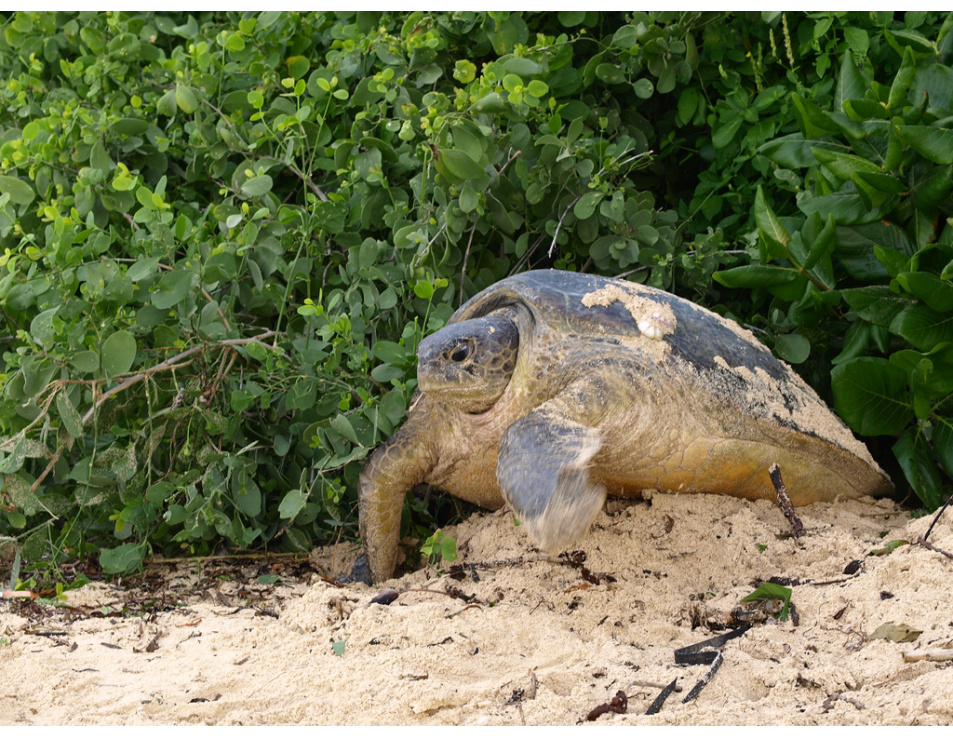 turtle breeding eggs Vipingo